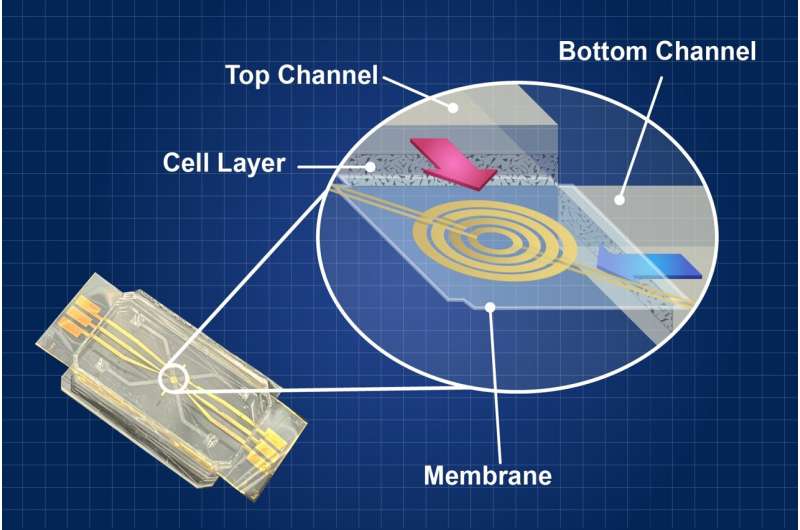 NIST's Heart-on-a-Chip: A Microfluidic Marvel Shaping the Future of Cardiovascular Research | NIST