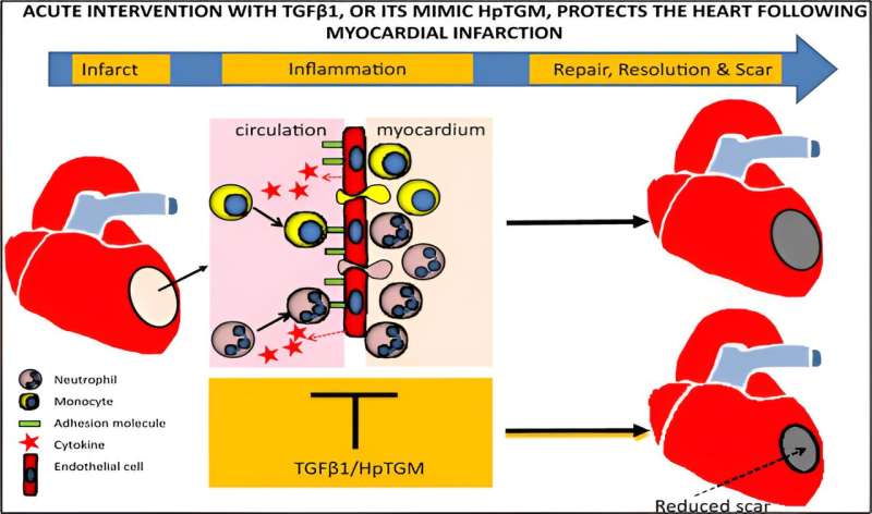 Anti-inflammatory molecules show promise in reducing risks of further heart damage