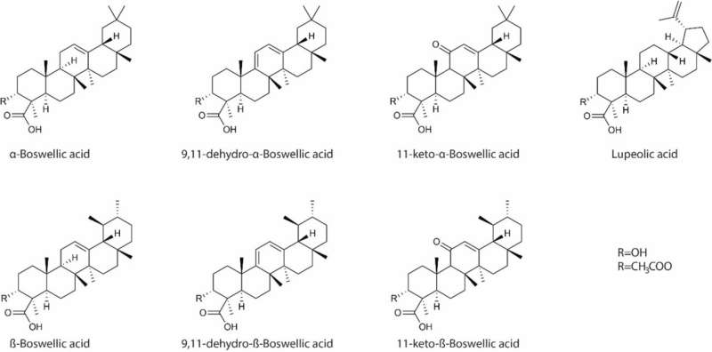 Major types of boswellic acids in B. serrate. Credit: Breast Cancer Research and Treatment (2024). DOI: 10.1007/s10549-023-07215-4