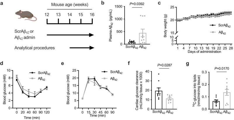 Aβ42 administration reprograms cardiac metabolism. a schematic of experiment where mice were administered Aβ42 or scrambled Aβ42 (ScrAβ42; 1 μg/day i.p.) for 4 weeks and analytical procedures were performed in final two weeks. b plasma Αβ42 in mice 5 h after administration of ScrAβ42 or Aβ42. c body weight in mice administered ScrAβ42 or Aβ42. d blood glucose during an insulin tolerance test in mice administered ScrAβ42 or Aβ42. e, blood glucose during a glucose tolerance test in mice administered ScrAβ42 or Aβ42. f cardiac glucose clearance in mice administered ScrAβ42 or Aβ42. g 14C-glucose incorporation into lipids in mice administered ScrAβ42 or Aβ42. Credit: Nature Communications (2024). DOI: 10.1038/s41467-023-44520-4