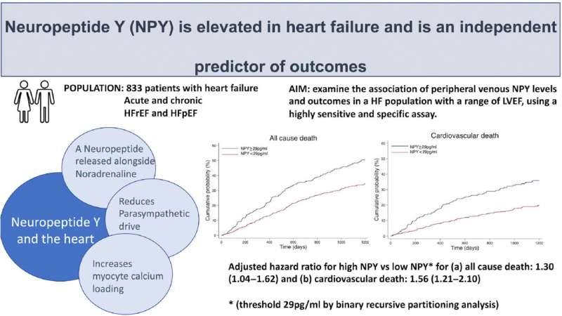 A blood test could help identify those at highest risk of dying from heart failure, study finds