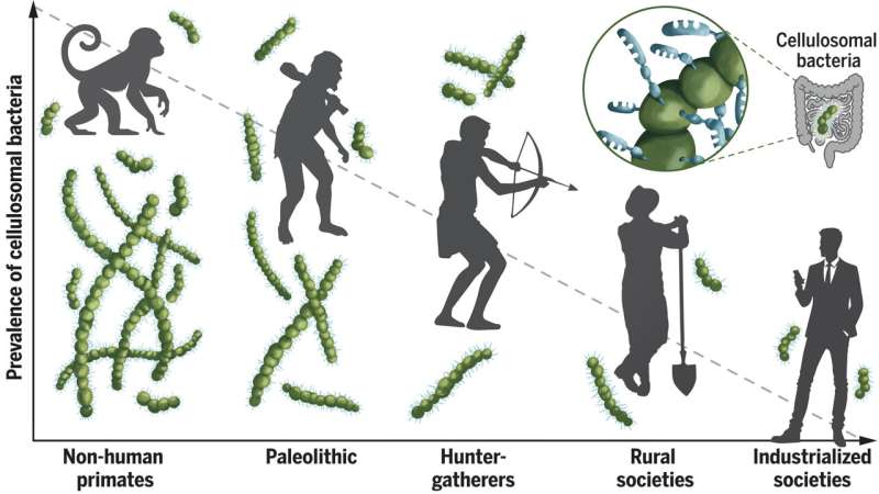 Industrial societies losing healthy gut microbes