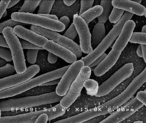 Fighting E. coli with E. coli 