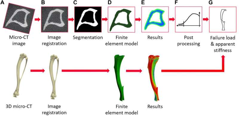 Research reveals dramatic implications with using the tibia loading model to treat osteoporosis