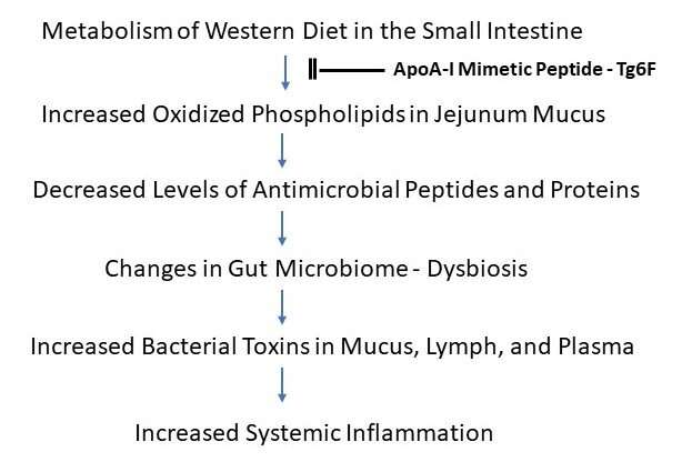 Is the relationship between diet, intestinal bacteria and cells key to preventing systemic inflammation?