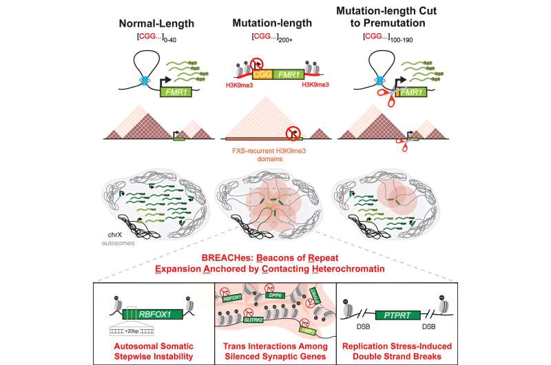 Credit: Cell (2023). DOI: 10.1016/j.cell.2023.11.019