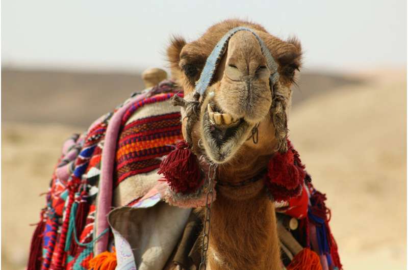 Drinking camel milk can lead to significant reduction in cholesterol levels among diabetics 