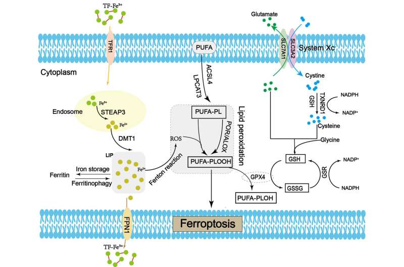 Exploring ferroptosis and its implications in lung cancer