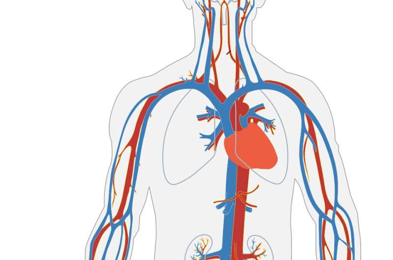 Researchers find that using patients' own blood, rather than saline, helps preserve veins in coronary bypass grafts 