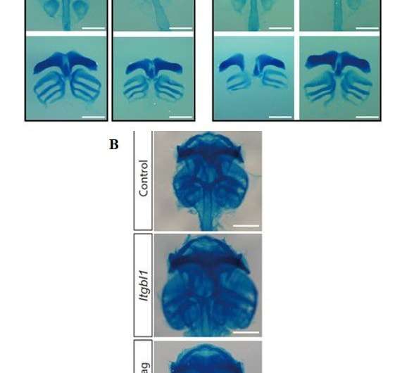 Defense Against Joint Degeneration