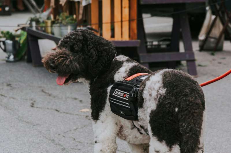 Study shows dogs may be able to sniff out an oncoming PTSD flashback