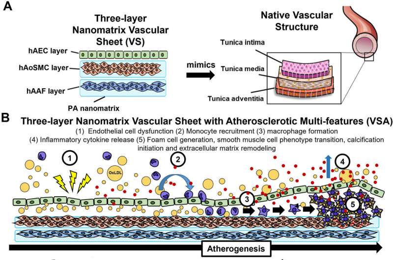 3D in vitro human atherosclerosis model for high-throughput drug screening 