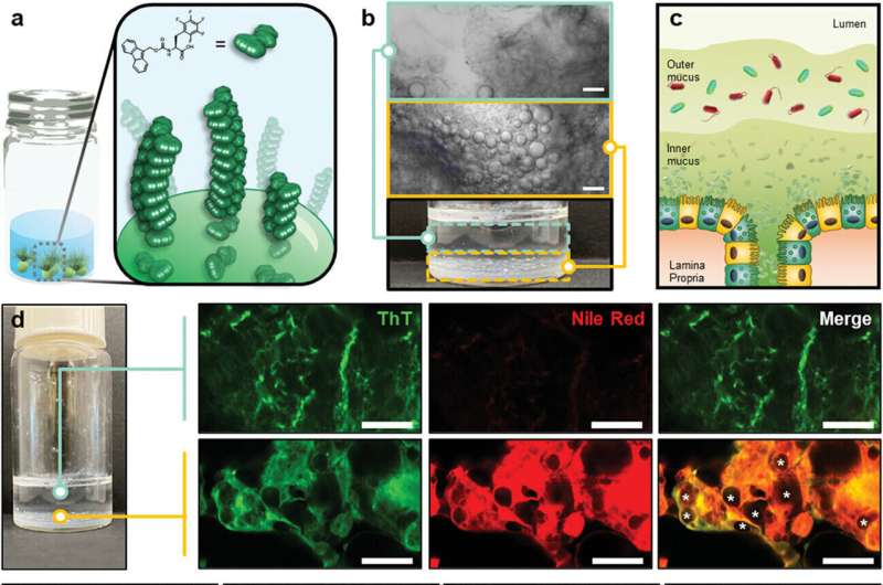 Synthetic material could improve ease and cut cost of gut microbiome research