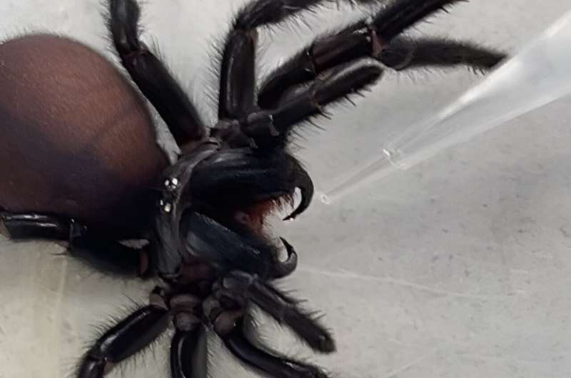 Pipette harvesting drop of venom from funnel web spider. Credit: University of Queensland