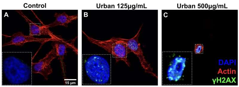 High resolution microscopy images of cells from the (A) Control, (B) Urban 125μg/mL, or (C) Urban 500μg/mL exposure conditions captured using a 60x objective. Actin (red), nuclei (blue), and the histone phosphorylation γH2AX (green). Each image is displayed with the same bit range to show the increase in intensity of γH2AX as PM exposure concentration increases. Credit: Engels et al.