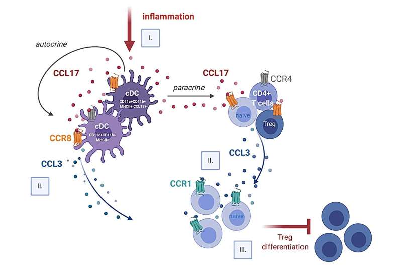 Pathway synopsis (I.) Sterile inflammation triggers the activation of a subset of cDCs, which respond by releasing CCL17. (II.) In turn, CCL17 binds to CCR8 on cDCs (autocrine) and on CD4+ T cells (paracrine) to stimulate an upregulation of CCL3 expression and release. (III.) Subsequently, CCL3 interacts with CCR1 on naïve T cells, thereby blocking the differentiation and expansion of Tregs. Credit: Nature Cardiovascular Research (2024). DOI: 10.1038/s44161-023-00413-9