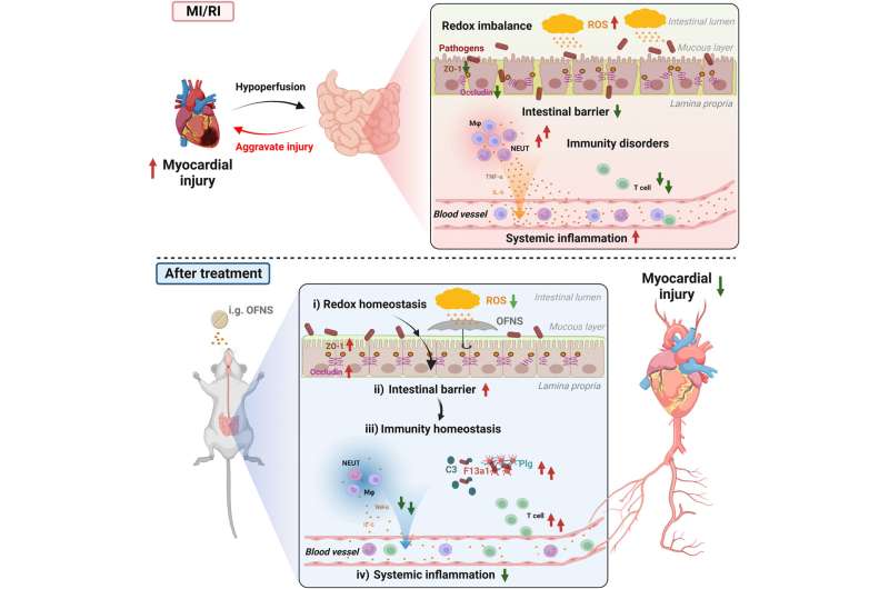 The mechanism diagram of OFNS on preventing myocardial injury in MI/RI mice. MI/RI induces hypoperfusion of intestinal tissues, which leads to the intestinal redox imbalance, resulting in the damages of the intestinal barrier, intestinal immunity disorders, and systemic inflammation. All of these further aggravate the myocardial injury. After OFNS treatment, the intestinal redox homeostasis was recovered, inducing to restore the integrity of intestinal epithelial barrier and intestinal immunity homeostasis. Ultimately, these contribute to systemic inflammation attenuation and myocardial injury mitigation. Created by BioRender.com. Credit: Proceedings of the National Academy of Sciences (2023). DOI: 10.1073/pnas.2311673120