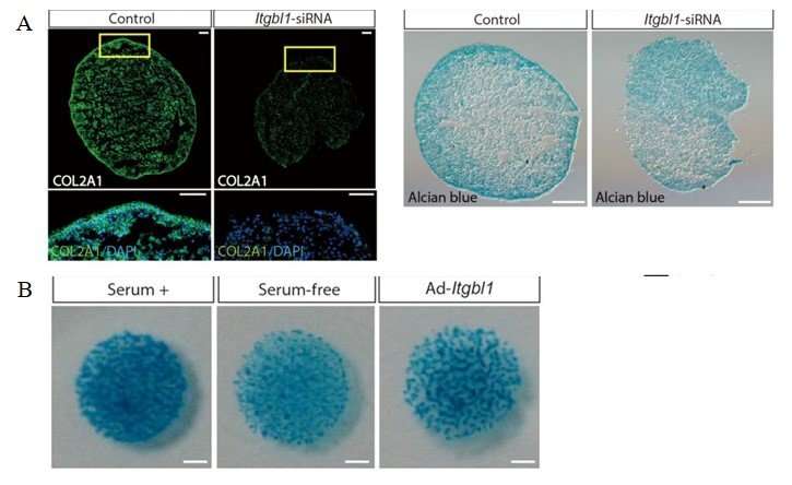 Defense Against Joint Degeneration