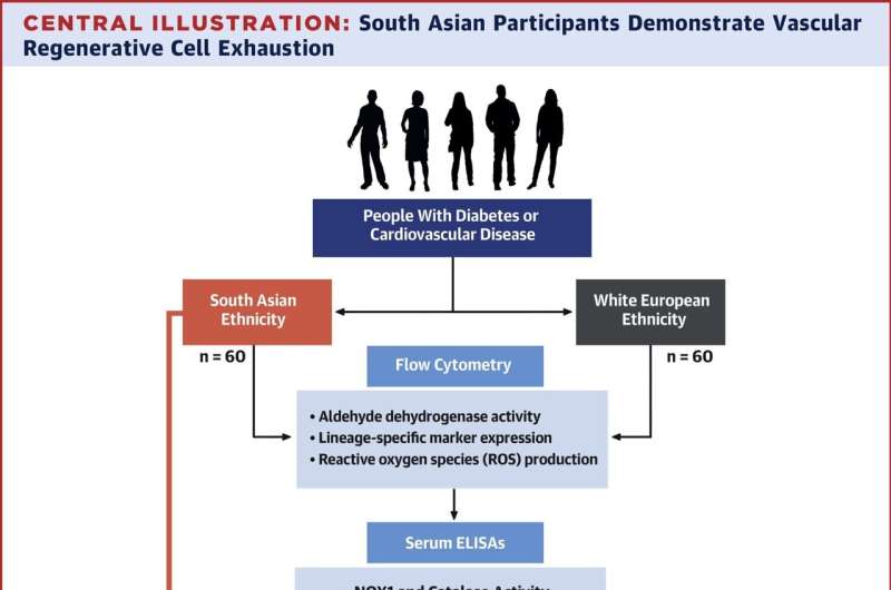 Credit: Journal of the American College of Cardiology (2024). DOI: 10.1016/j.jacc.2023.12.012