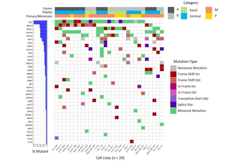 Subtyping of breast cancer cell lines reveals insights into cancer-relevant genes