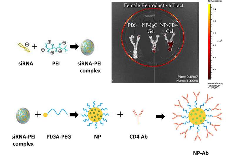 Graphical abstract. Credit: Journal of Controlled Release (2024). DOI: 10.1016/j.jconrel.2023.12.043