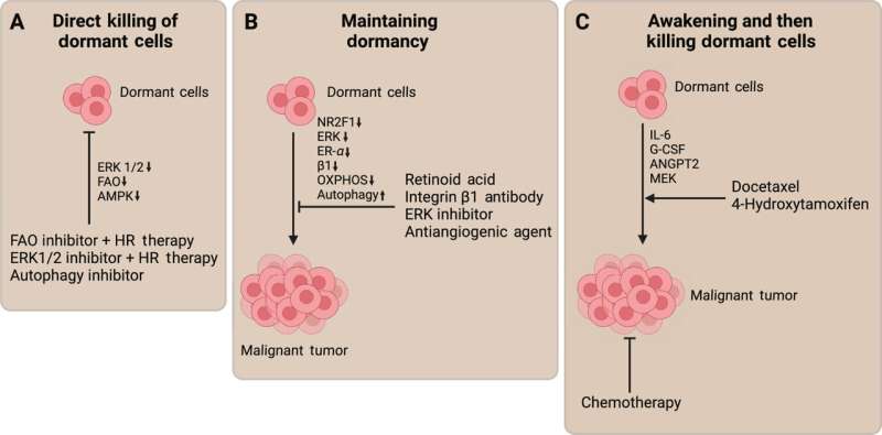 In the fight against breast cancer, researchers identify malignancy hibernation as the next battleground