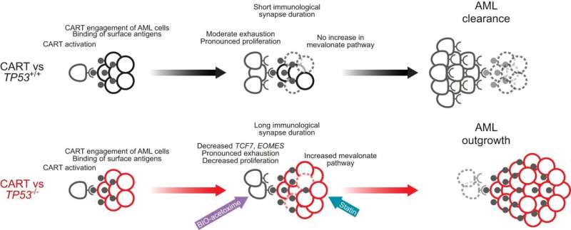 Research points to an immunotherapy to overcome resistant leukemia