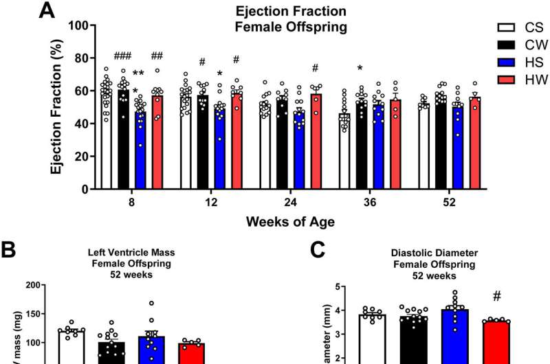 Mouse study shows exercise during pregnancy improves heart health of future generations