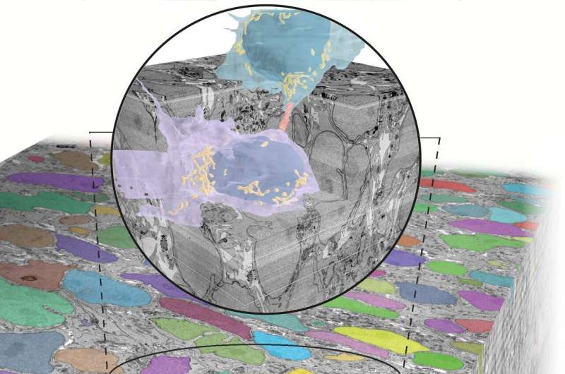 Identification of tunnels connecting neurons in the developing brain