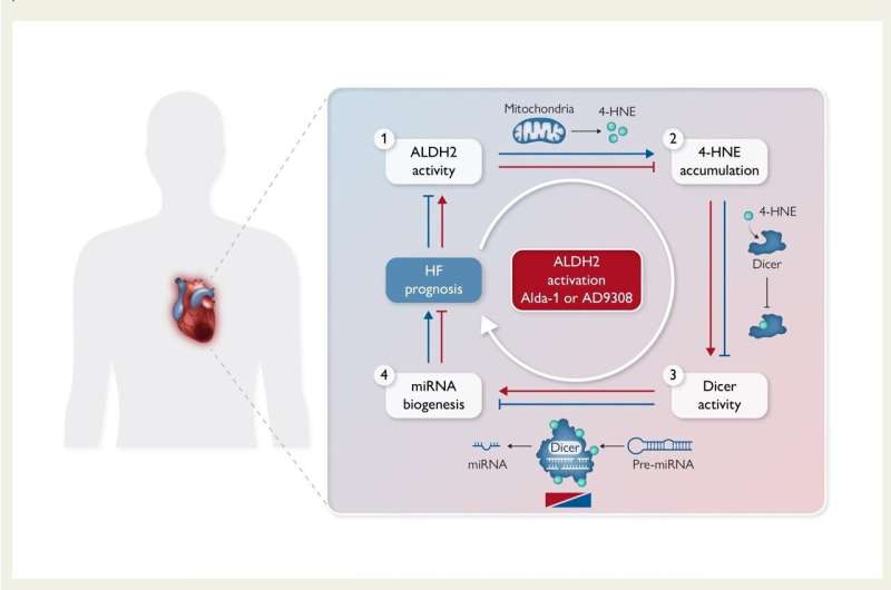 The vicious cycle of heart failure (HF). (i) Impaired aldehyde metabolism by aldehyde dehydrogenase 2 (ALDH2); (ii) accumulation of 4-hydroxynonenal (4-HNE), a reactive aldehyde by-product of mitochondrial dysfunction; (iii) direct 4-HNE inhibition of Dicer, an RNase III endonuclease essential for microRNA (miRNA) biogenesis; and (iv) overall impairment of miRNA biogenesis, which negatively impacts HF outcome. Blue and red arrows/inhibitors represent the vicious cycle of HF and the benefits of small molecule activators of ALDH2 in HF, respectively. Credit: European Heart Journal (2023). DOI: 10.1093/eurheartj/ehad662