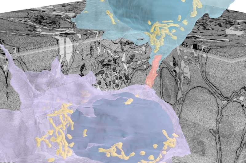 Identification of tunnels connecting neurons in the developing brain