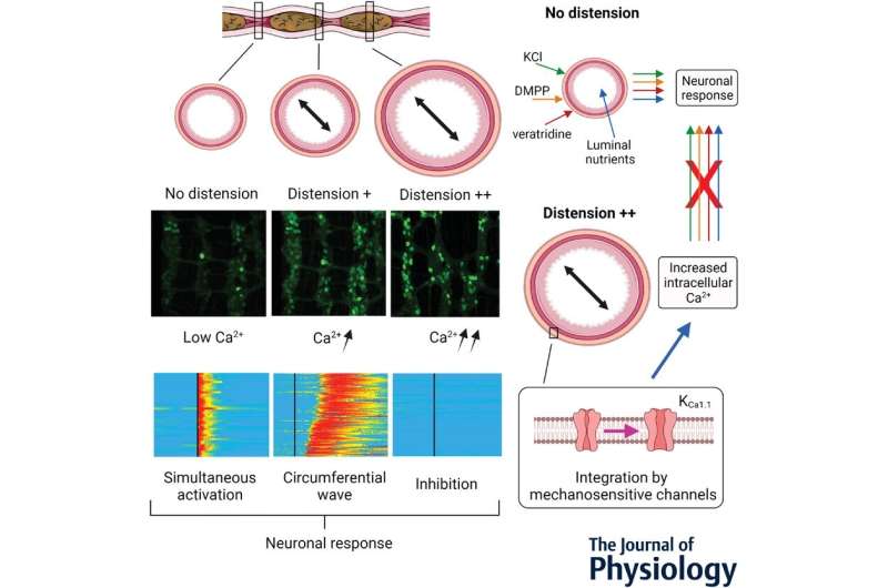 A new imaging technique for a clearer picture of the 'brain in the gut' 