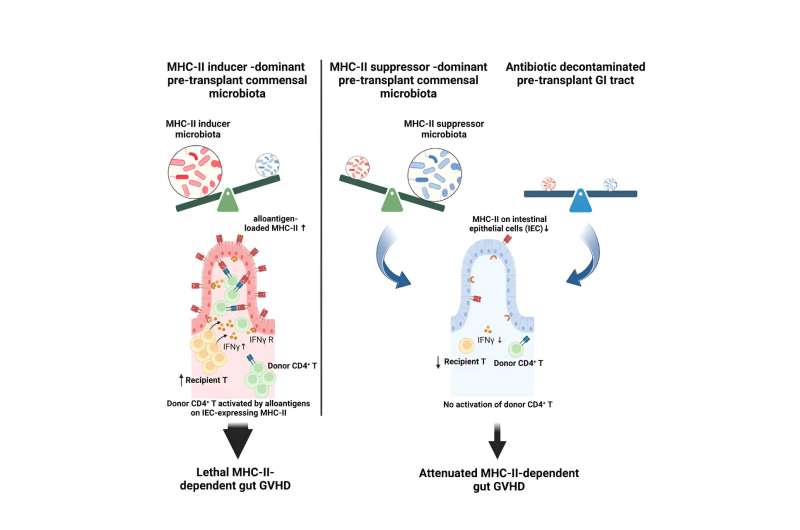 Pre-transplant microbiome sets the stage for graft-versus-host disease 