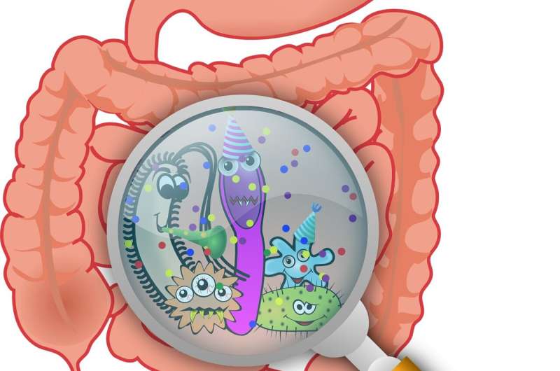 Some gut viruses promote intestinal health, while others contribute to inflammatory bowel disease  