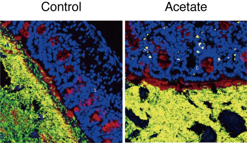 A simple compound to control complex gut microbes 