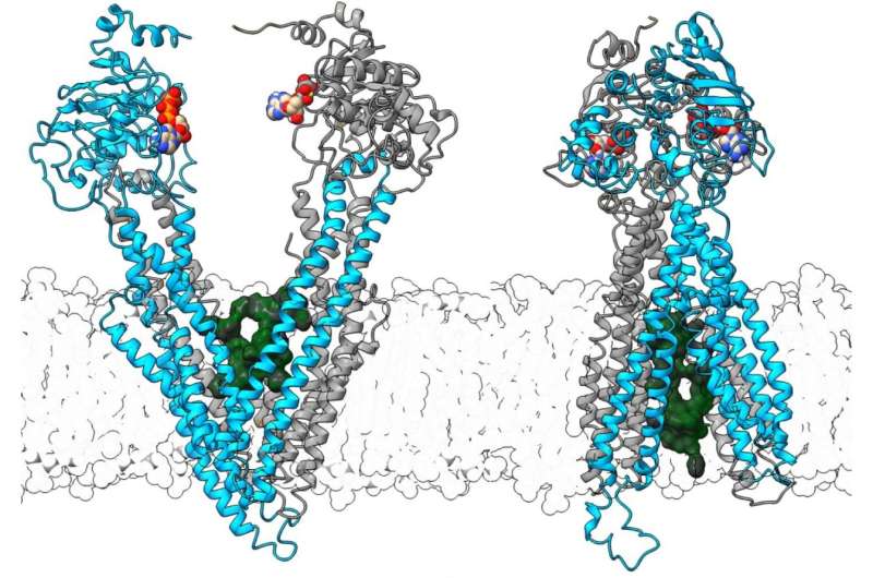 P-glycoprotein removes Alzheimer's-associated toxin from the brain