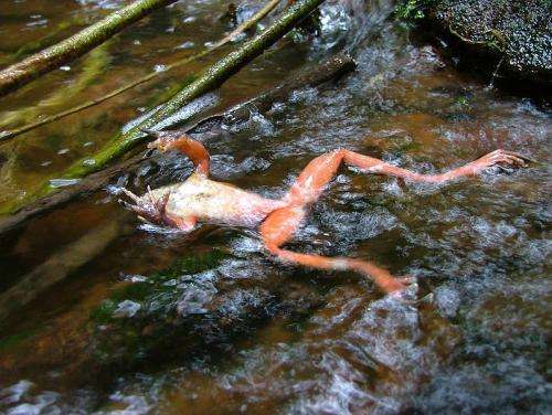 Fungus Infected Frog