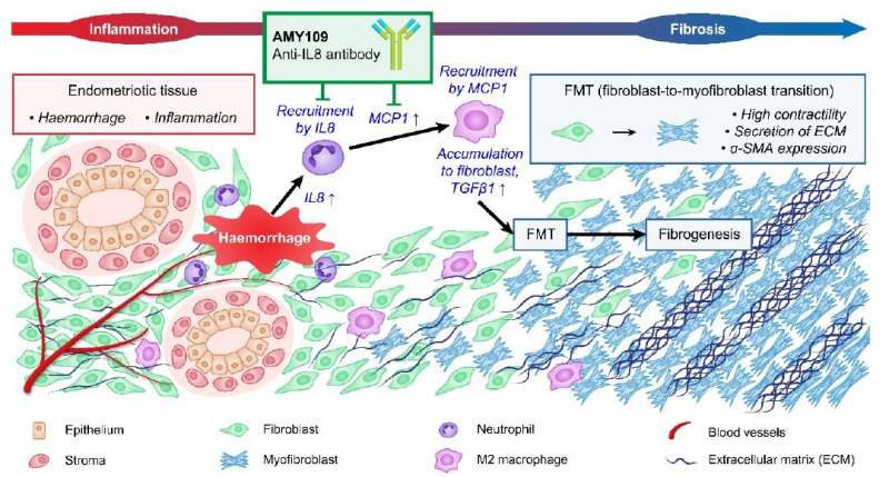 Long-acting recycling antibody targets endometriosis 