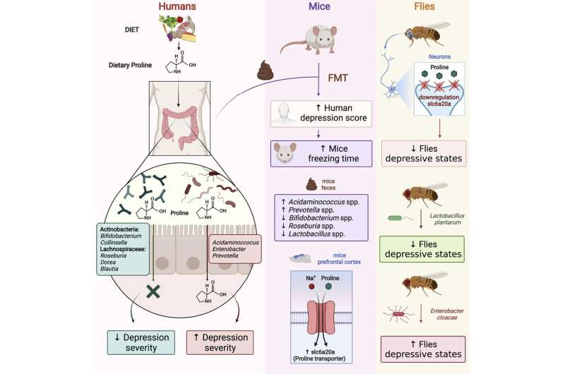 A study confirms the relationship between an amino acid present in diet and depression 