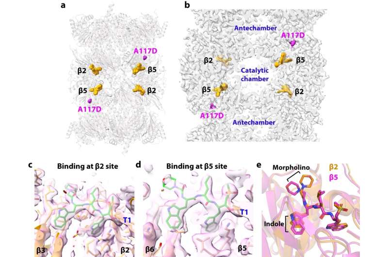 Structure of Pf20Sβ6A117D with WLW-vs. a Overall structure of the Pf20Sβ6A117D–WLW-vs complex. The four bound inhibitor molecules are shown in orange spheres, and the β6 A117D mutation sites are highlighted in magenta spheres. b A cut-open view of the EM map of the complex showing the locations of the inhibitors and the β6 A117D mutation. c, d The EM densities of WLW-vs inside the β2 (c) and β5 (d) catalytic pockets. e Alignment of β2 and β5 catalytic pockets shows the altered positions of the inhibitor’s morpholino and indole groups at the two sites. Credit: Nature Communications (2023). DOI: 10.1038/s41467-023-44077-2