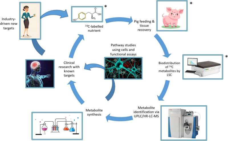 Researchers confirm the link between diet, microbiota and mental health 