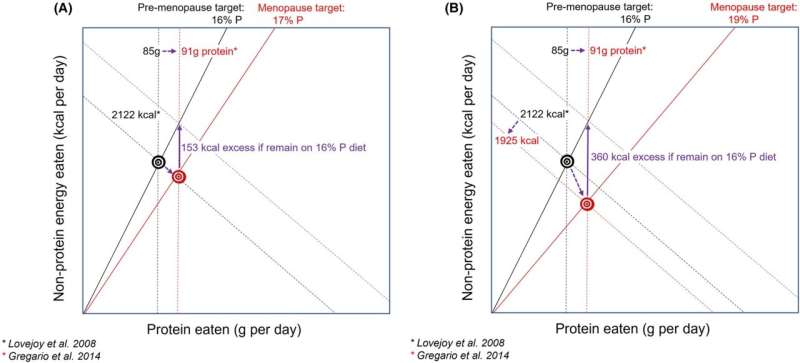 Prioritising protein during perimenopause may ward off weight gain