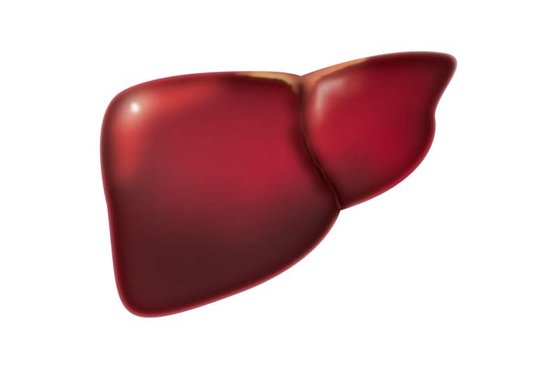 liver