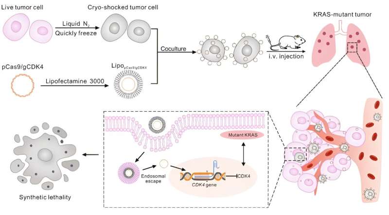 Using cryo-shocked tumor cells to fight lung cancer