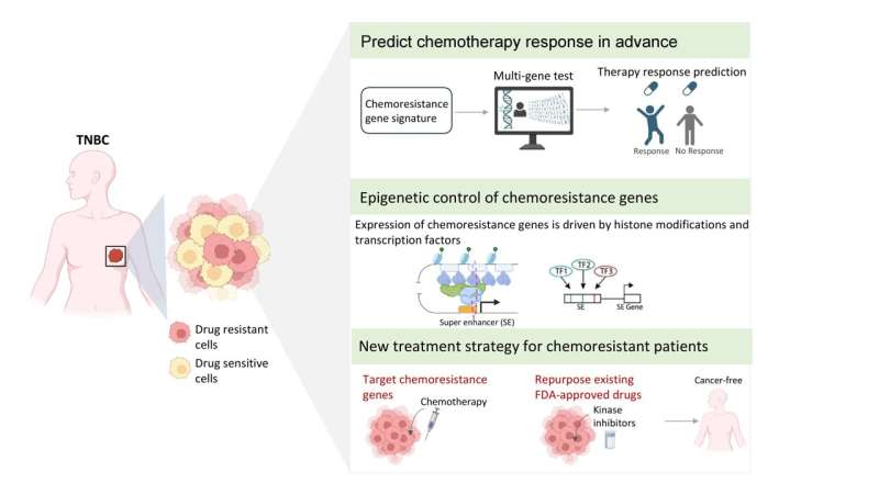 New insights into aggressive breast cancer and potential treatment options