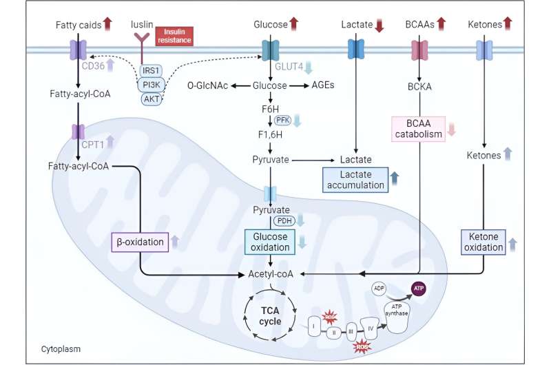 Chinese Medical Journal review identifies disrupted mitochondrial metabolism as a trigger for diabetic cardiomyopathy