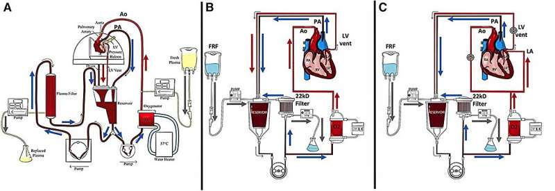 Pig hearts kept alive outside the body for more than 24 hours offers hope for many humans needing a transplant