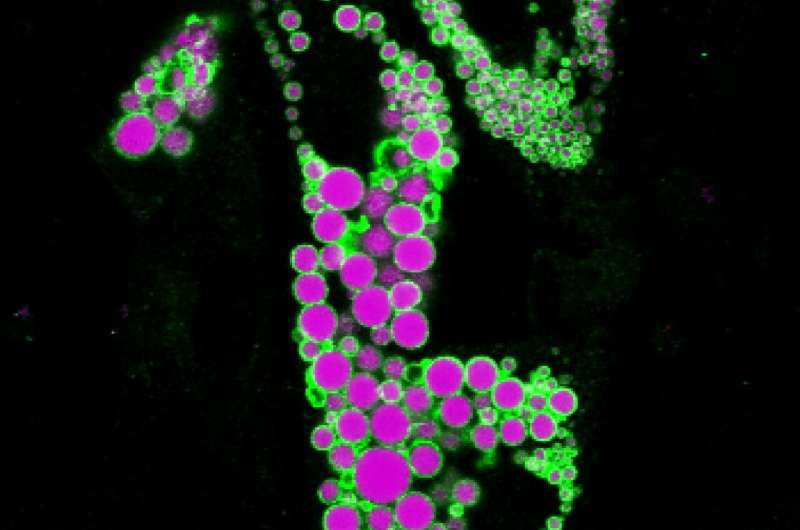 Scientists reveal adipocytes' metabolic role and identify treatment targets