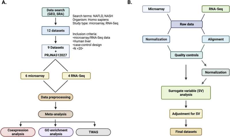 Study reveals genetic drivers of metabolic dysfunction-associated steatotic liver disease