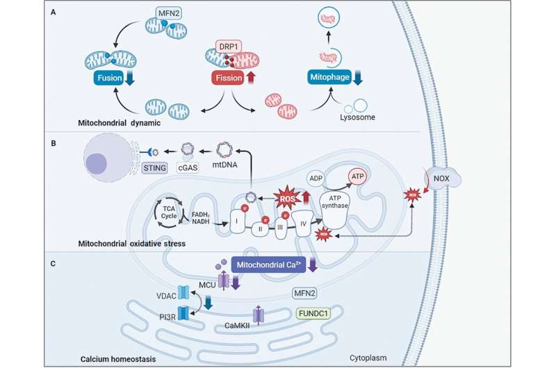 Chinese Medical Journal review identifies disrupted mitochondrial metabolism as a trigger for diabetic cardiomyopathy